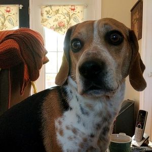 Meet your Posher, Molly